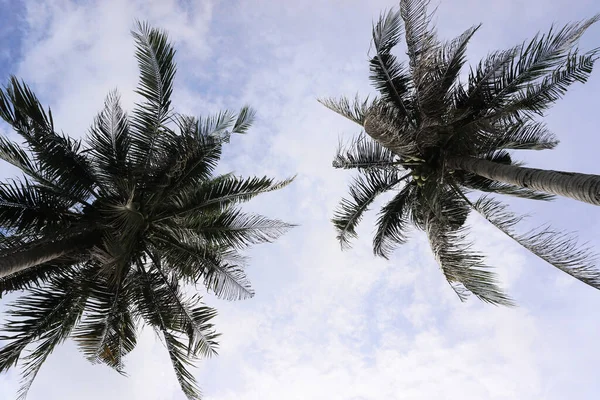 具有天空背景的棕榈树 低角度视图 — 图库照片