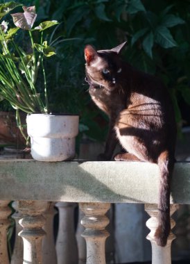 Kahverengi kedinin portresi yan farlarla tırabzanda oturur.