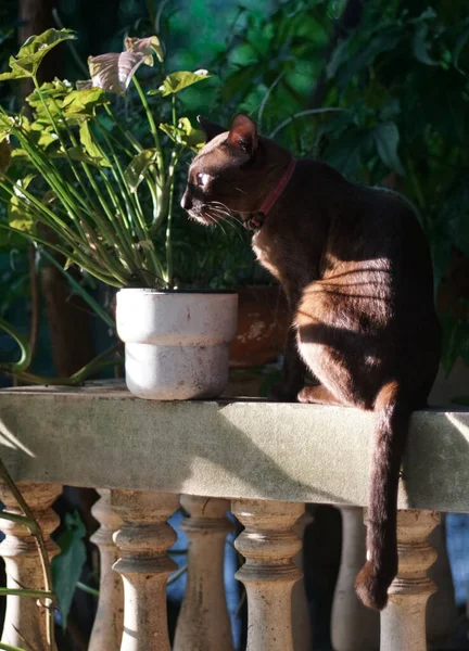 Retrato Gato Marrón Sentado Barandilla Con Luz Lateral —  Fotos de Stock
