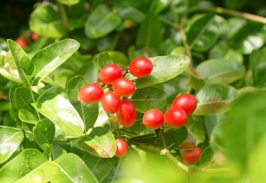 Ağaçta Karanda meyvesi, tropikal meyve