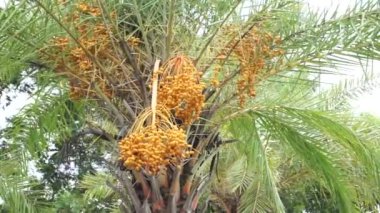 Hurma ağacının meyvesi, el kamerasıyla çekilir.