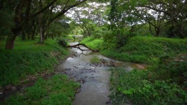 Yeşil alanlı akarsu, peyzaj ve park