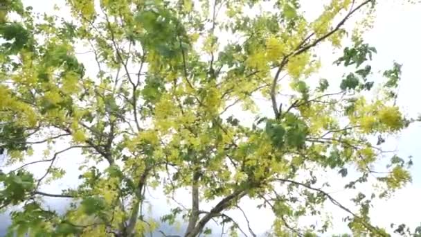 Goldene Duschblume Blüht Baum Der Sich Mit Dem Wind Bewegt — Stockvideo