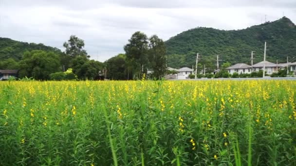Köy Evi Dağ Arka Planında Hindistan Keneviri Çiçekleri — Stok video