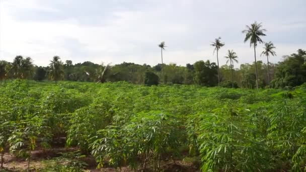 Tropikal Arka Plan Hindistan Cevizi Ağacıyla Kaplı Cassava Çiftliği — Stok video