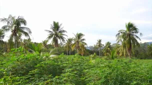 Tropisk Bakgrund Cassava Gård Med Kokosnötsträd Panorering Skott — Stockvideo