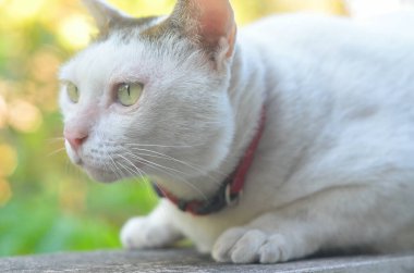 Beton duvarda şişman kedi portresi vardı.