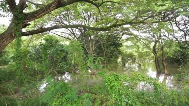 Povodeň Pozadí Tropických Lesů Přírodní Katastrofa — Stock video