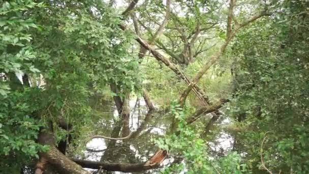 森林中的树木和洪水 手持枪弹 — 图库视频影像