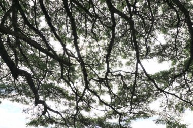 Tree canopy and green leaf with white sky background, Low angle view