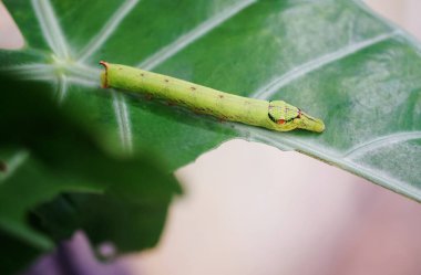 Yeşil yaprağın üzerinde Kobra Tırtılları, yakın çekim