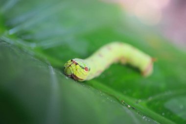 Yeşil yaprağın üzerinde Kobra Tırtılları, yakın çekim