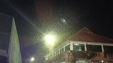 Shadfly or Mayfly flying to light at night