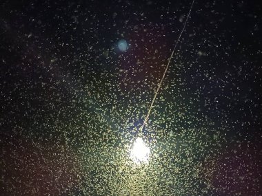 Shadfly or Mayfly flying to light at night