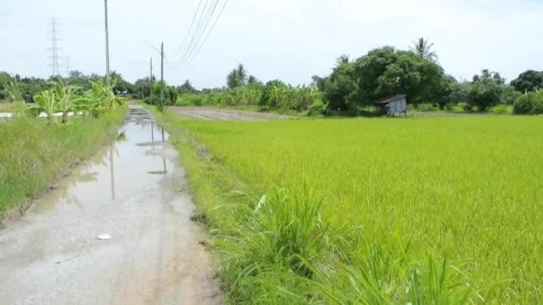 Panning Shot Green Rice Plant Growing Farm Stockfilm