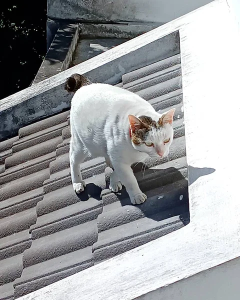 Fat cat on roof, Animal