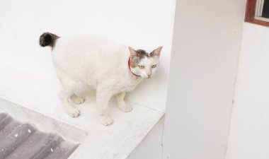 Fat cat on roof, Animal