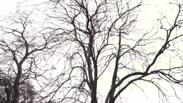 没有叶子的树的轮廓与白色的天空 倾斜向上拍摄 — 图库视频影像