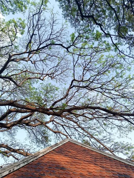Tree canopy with pavilion roof background
