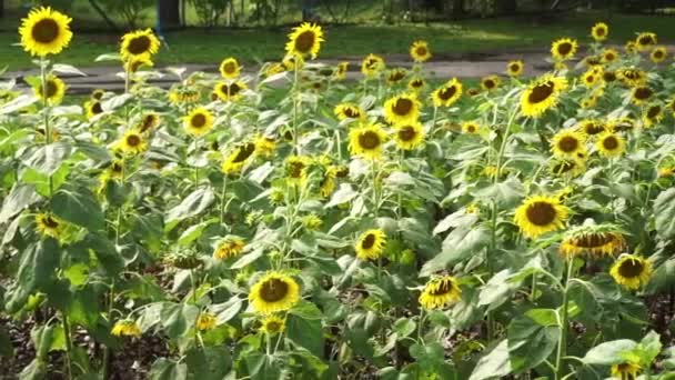 Group Sunflower Bloom Farm Pan Shot Videoklipp
