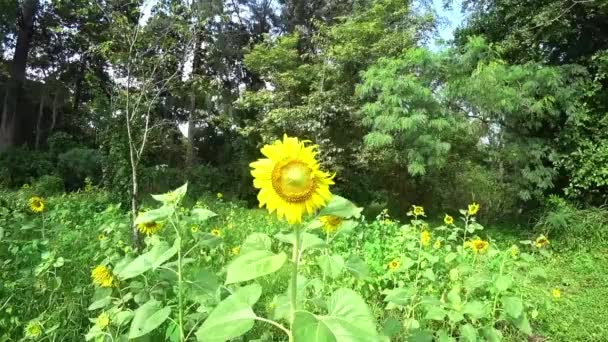 Sunflower Filed Handheld Shot Stockfilm