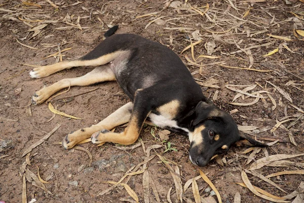 Stray dog sleep on ground, Animal theme