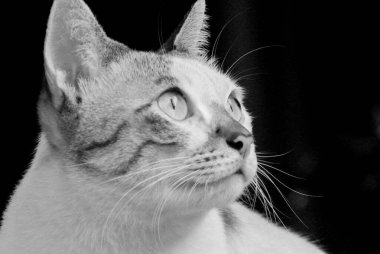 Cat looking up portrait with black and white style, Pet photography