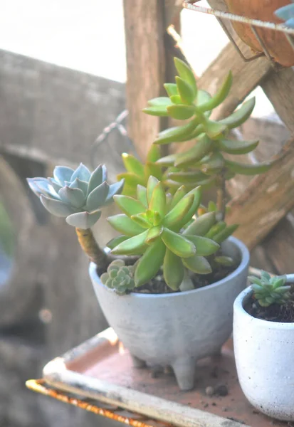 Close Succulents Plant High Angle View — Stockfoto