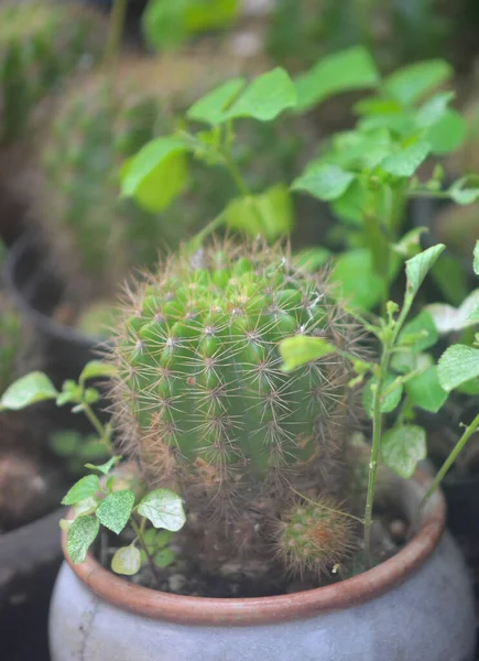 Group Echinopsis Calochlora House Plant Growth — Stok fotoğraf