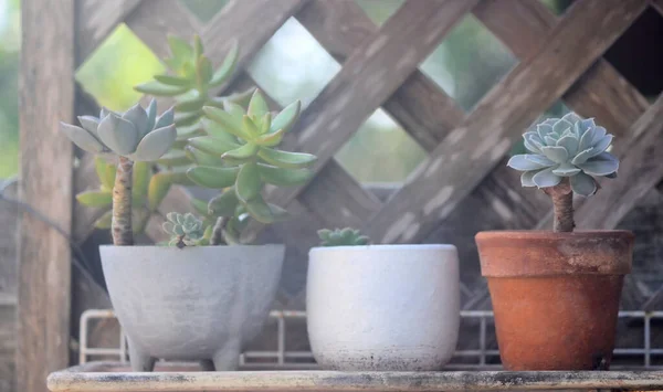 棚の上の花器の家の植物 小さな庭 — ストック写真