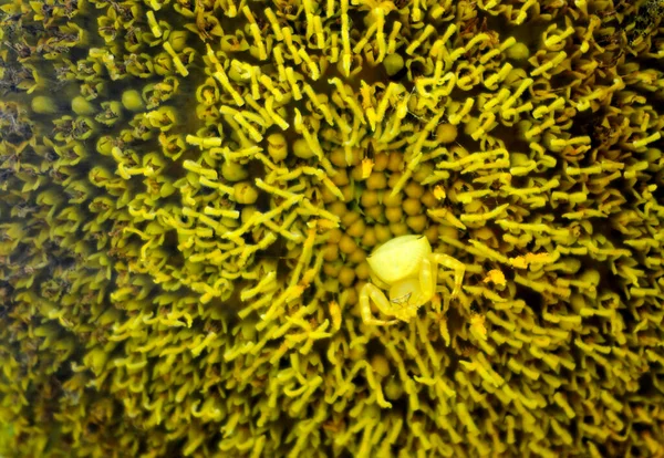 Aranha Caranguejo Goldenrod Thomisus Onustus Girassol Amarelo — Fotografia de Stock