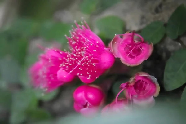 Rose Apple Flower Blossom Close Shot — Stock Photo, Image