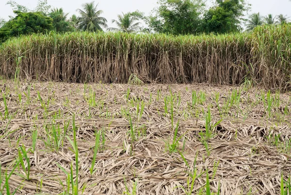 农业背景 甘蔗植物与空间前景 — 图库照片