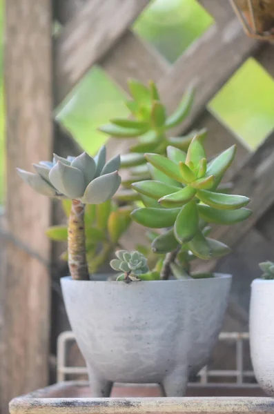 Close Succulents Plant High Angle View — Foto Stock
