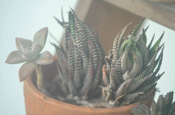 Petite Plante Succulente Pot Fleurs — Photo