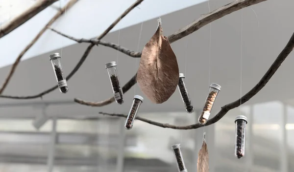 Kahve Çekirdekleri Kapsül Tüpünde Ağaçta Asılı — Stok fotoğraf