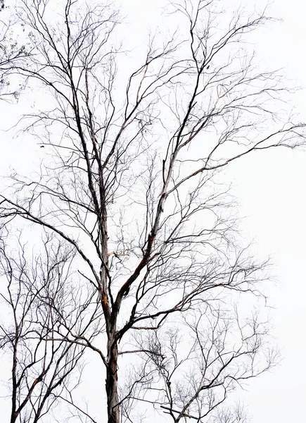 Ramo Árvore Seca Isolado Céu Branco — Fotografia de Stock