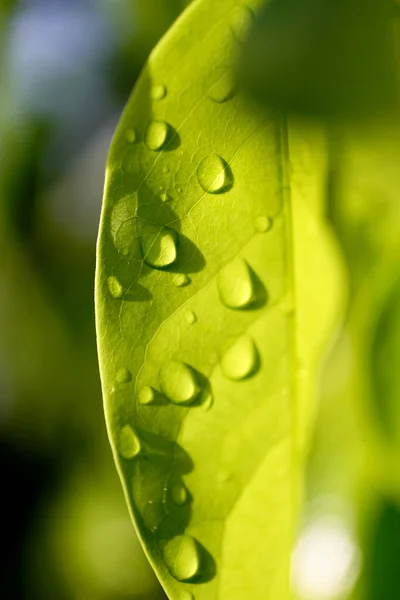Зеленый Лист Капельками Подсветкой Свежий Фон — стоковое фото