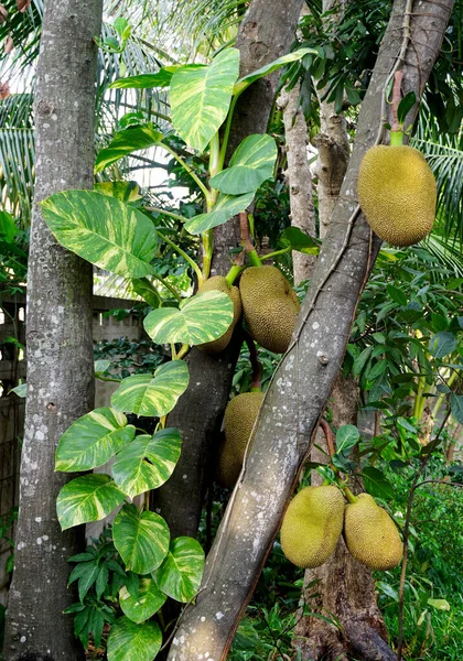 Skupina Jackfruit Stromě Pěknou Rostlinou — Stock fotografie