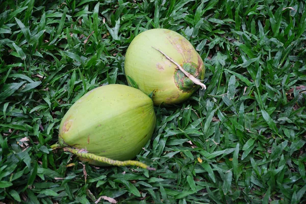 Coco Prado Verde Frutas Tropicales — Foto de Stock
