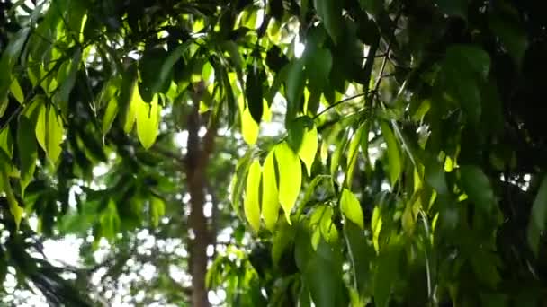 Ηλιακό Φως Και Φύλλα Στον Θόλο Των Δέντρων — Αρχείο Βίντεο