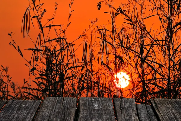 Dřevěná Paluba Siluetou Rostliny Západem Slunce — Stock fotografie