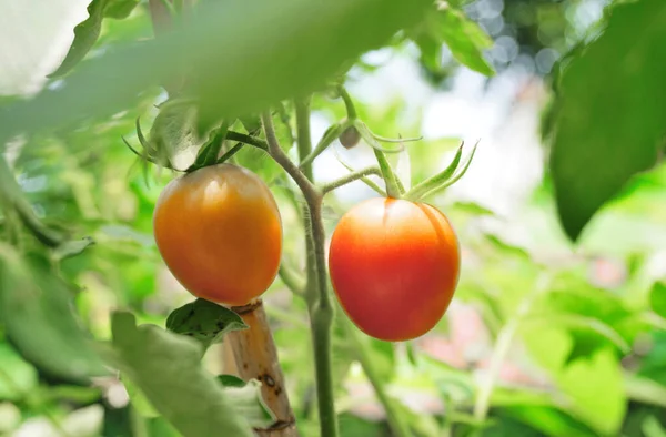 Tomatoes Close Organic Vegetable Farm — Stock Photo, Image