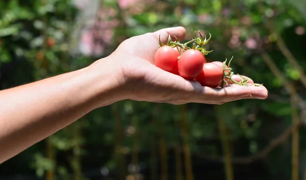 stock image Harvest tomatoes in hand, Vegetable background