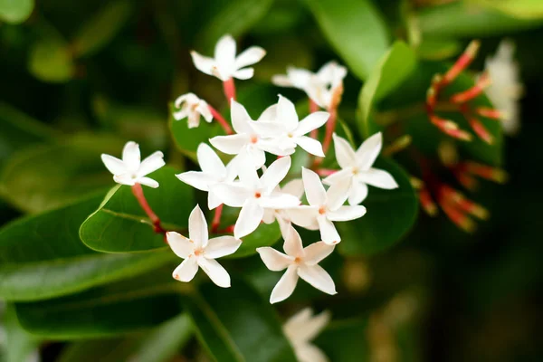 Biały Kwiat Kwitnący Ogrodzie Carissa Carandas Kwiat — Zdjęcie stockowe
