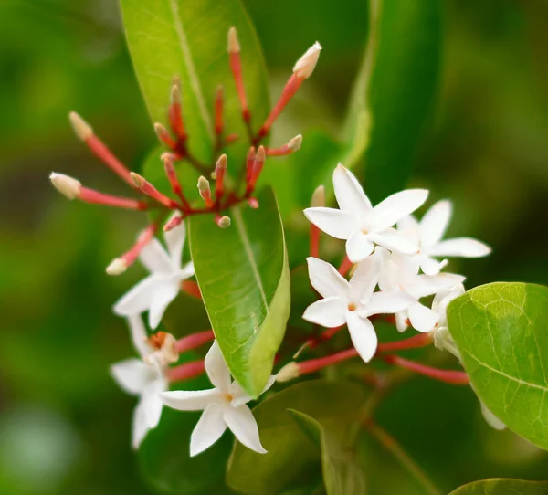 White Flower Blooming Garden Carissa Carandas Flower — Stock Photo, Image