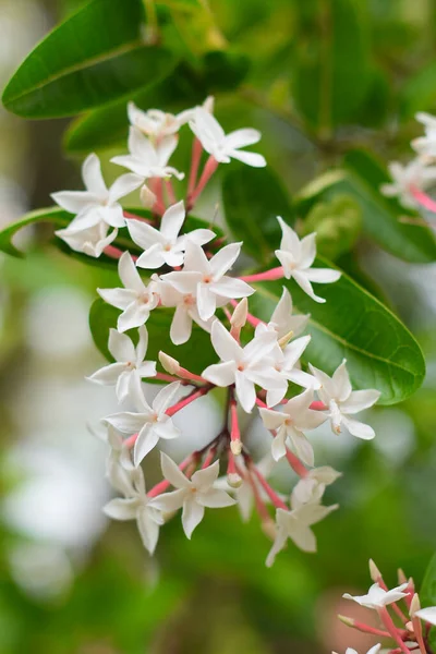 庭に咲く白い花 カリッサ カランダスの花 — ストック写真