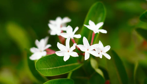 Biały Kwiat Kwitnący Ogrodzie Carissa Carandas Kwiat — Zdjęcie stockowe