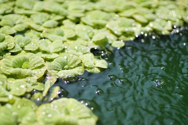 Waterplant Bij Het Zwembad Natuur Achtergrond — Stockfoto