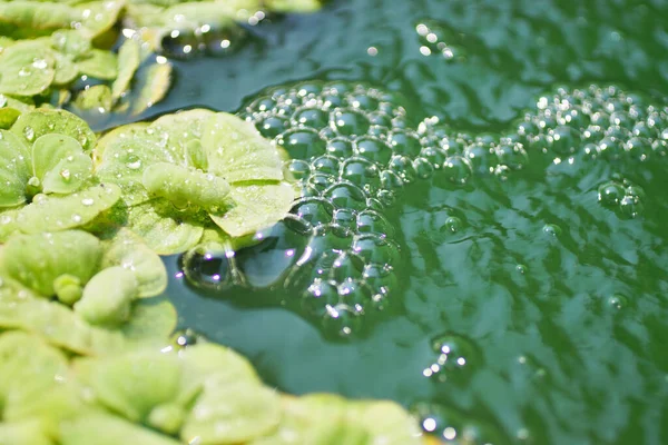 Воздушные Пузырьки Водяным Растением Бассейна — стоковое фото